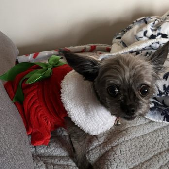 VEG ER for Pets - Ava - Emergency Pet Hospital Near Me - Oak Brook, Illinois