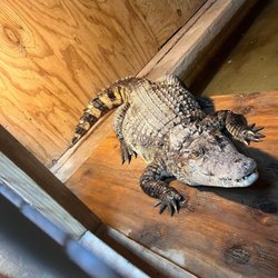 Crocodile Encounter