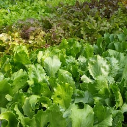 Dimond Greenhouses - Lettuces. Letti?
