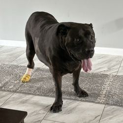 Polo Animal Hospital - LoBo home shortly after surgery