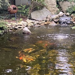 Koi Pond Koi Pond