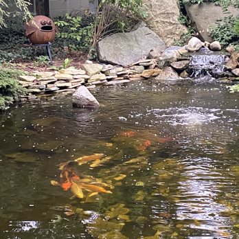 Summer's Inn - Koi Pond - Hotels Near Me - Ludington, Michigan