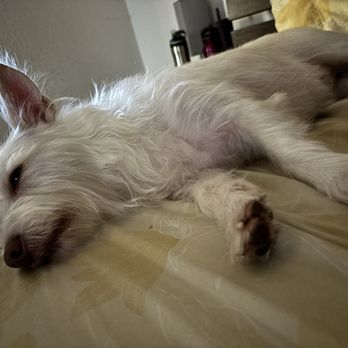 Jazmin's Pet Grooming - My Coco is very relaxed after her grooming - Pet Groomers Near Me - Mission Hills, California Jazmin's Pet Grooming - My Coco is very relaxed after her grooming - Pet Groomers Near Me - Mission Hills, California