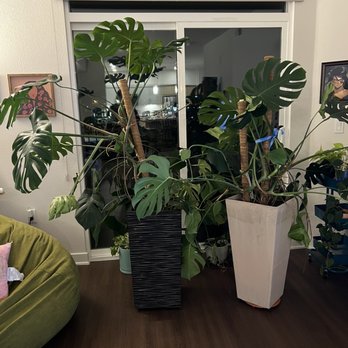 We Like To Move It - Monsteras that survived the move - Movers Near Me - San Diego, California We Like To Move It - Monsteras that survived the move - Movers Near Me - San Diego, California