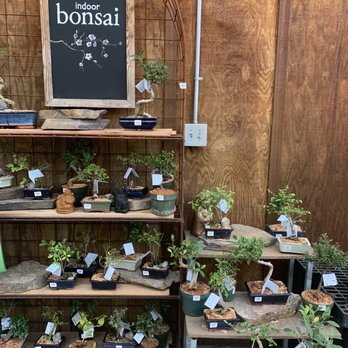 Sky Nursery - Amazing bonsai assortment - Nurseries & Gardening Near Me - Shoreline, Washington Sky Nursery - Amazing bonsai assortment - Nurseries & Gardening Near Me - Shoreline, Washington