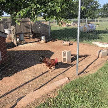 Texas Route 66 RV Park - Chicken yard - RV Parks Near Me - Shamrock, Texas Texas Route 66 RV Park - Chicken yard - RV Parks Near Me - Shamrock, Texas