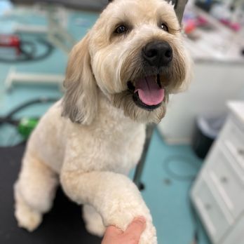Pretty Groom - Bruno #grooming #MagnoliaGreen - Pet Groomers Near Me - Midlothian, Virginia