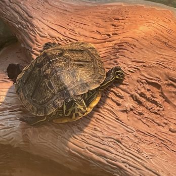 Petco - Pet Stores Near Me - Chino, California