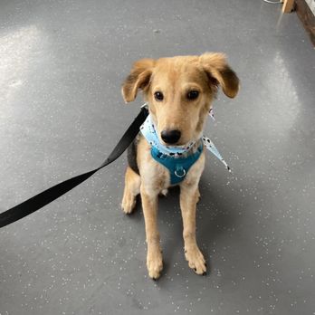 Namast'ay Dog Spa - Pet Groomers Near Me - Belmont , California