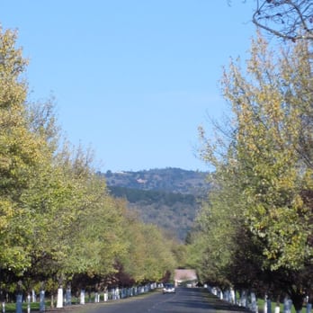 Inglenook - road into rubicon - Wineries Near Me - Rutherford, California