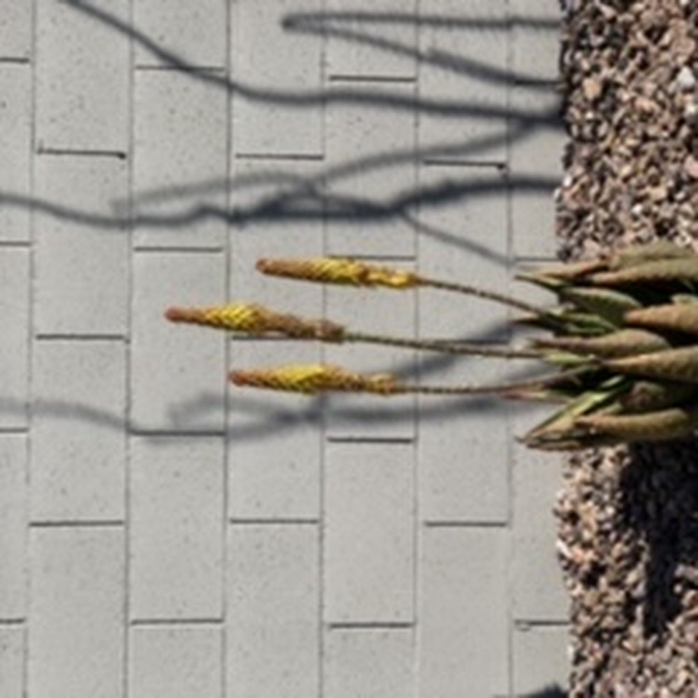 Old West Cactus Farm - One of the four aloes we purchased - Nurseries & Gardening Near Me - Phoenix, Arizona Old West Cactus Farm - One of the four aloes we purchased - Nurseries & Gardening Near Me - Phoenix, Arizona