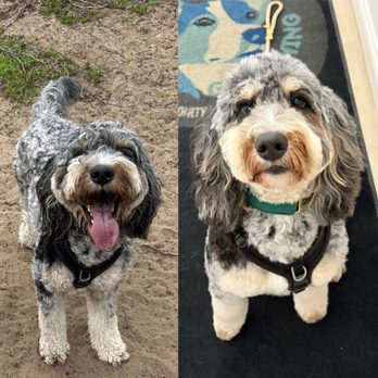 VIP Grooming - Groomed Bernedoodle - Pet Groomers Near Me - San Francisco, California