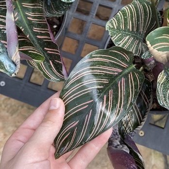 Flamingo Road Nursery - Calathea ornata plant - Nurseries & Gardening Near Me - Davie, Florida