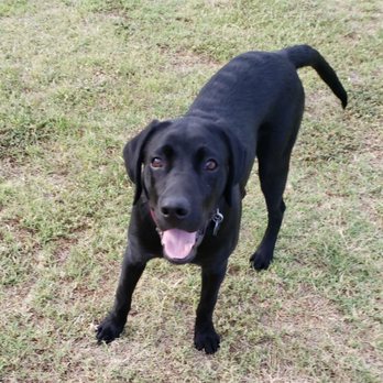 The Furshire - This is Benny and he loves going to The Furshire and I am happy because the staff takes a good care of him. - Pet Sitting Near Me - Peoria, Arizona