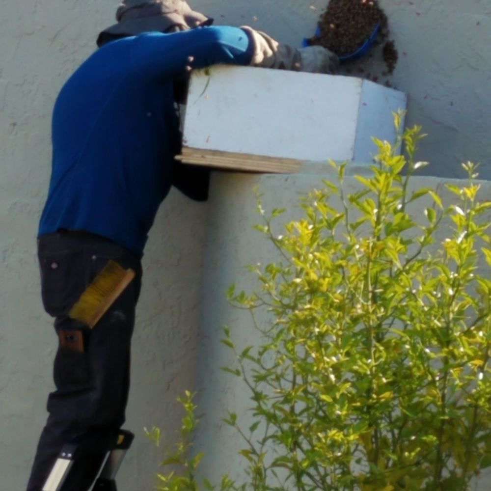 Bay Area Beebusters - Dan removing the swarm. - Pest Control Near Me