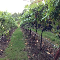 Abbelone  Vineyard - Harvest 2014