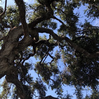 Alberts Tree Service - After pic. I can see the blue sky - Tree Services Near Me - Azusa, California