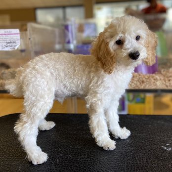 Perfect Pets - Pet Breeders Near Me - Centennial, Colorado