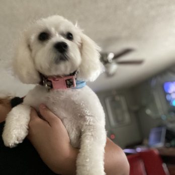 Lucky Pet's Grooming Salon - After her grooming . - Pet Groomers Near Me - Pomona, California