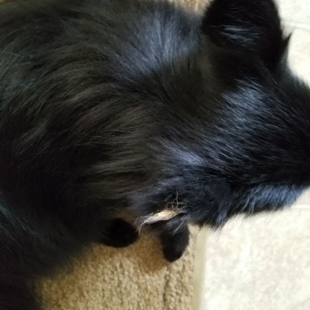 SCRUFF 2 FLUFF GROOMING Pet Groomers 3160 E Henrietta Rd, Henrietta