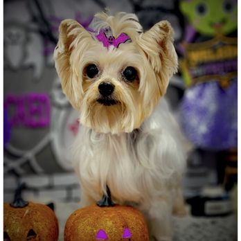 Patty’s Pet Grooming - Pet grooming - Pet Groomers Near Me - Hollywood , Florida Patty’s Pet Grooming - Pet grooming - Pet Groomers Near Me - Hollywood , Florida
