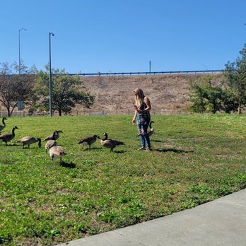 Robert's Lake - Dog Parks Near Me - Rohnert Park, California Robert's Lake - Dog Parks Near Me - Rohnert Park, California