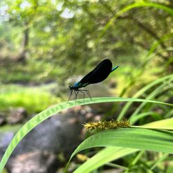 Friends of Laurelwood Arboretum - Dragonfly