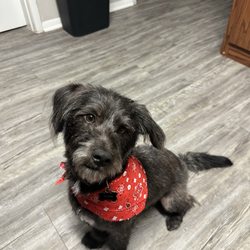 Puppy Tails Dog Grooming