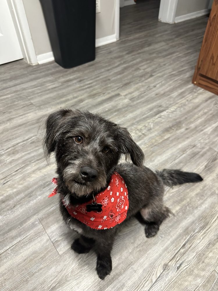 Puppy Tails Dog Grooming Image