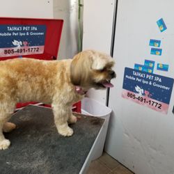 Tasha's Pet Spa - After haircut.