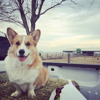 Potter Farm Corgis - Pet Breeders Near Me