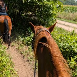 JJ Morris Riding Lessons And Trail Rides