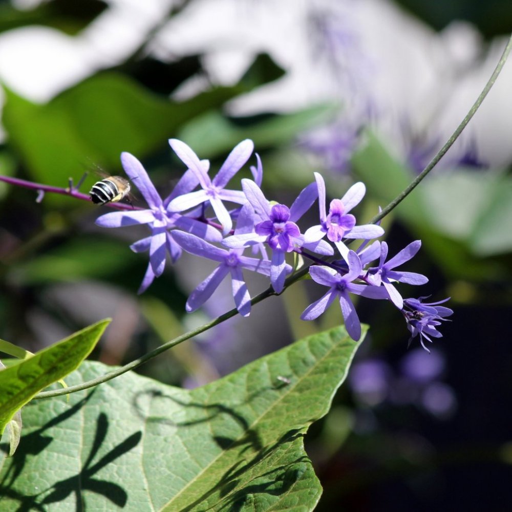 Jardin Botanico - purple flowers with bee - Parks Near Me - Puerto de la Cruz, TF