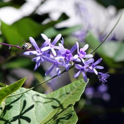 Jardin Botanico - Purple flowers with bee