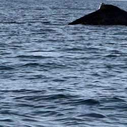 Papi Loco Aventuras - Whales!
