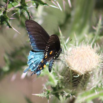 Guana River State Park - lovely butterflies - Parks Near Me - Ponte Vedra Beach, Florida Guana River State Park - lovely butterflies - Parks Near Me - Ponte Vedra Beach, Florida