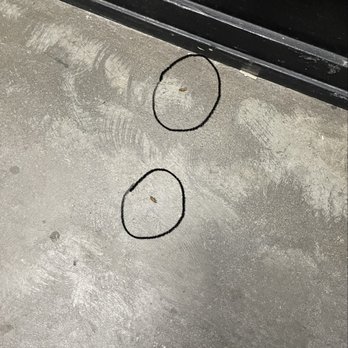 Becovic - Dead roaches - Property Management Near Me - Chicago, Illinois Becovic - Dead roaches - Property Management Near Me - Chicago, Illinois