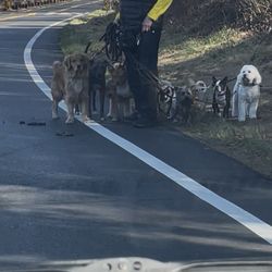 Community Happy Dogs - One Hand= 8 leashes= 32 paws