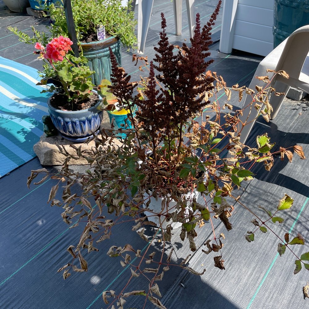 A dead plant. A dead plant.