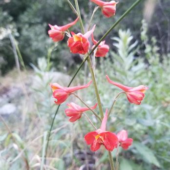 Gabrielino Trail - Hiking Near Me - Altadena, California