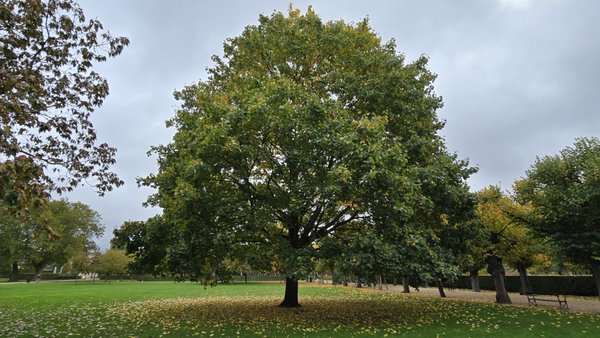 The King's Garden by null