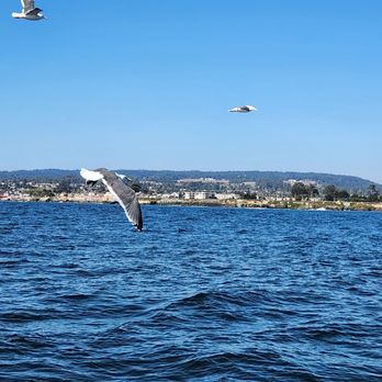Santa Cruz Charters - Fishing Near Me - Santa Cruz, California Santa Cruz Charters - Fishing Near Me - Santa Cruz, California