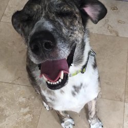Bark to Basics - Dog Training for a Better Best Friend