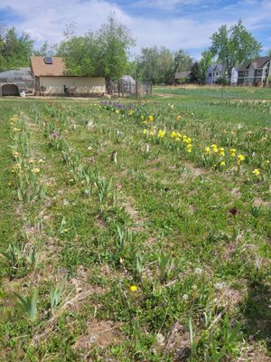 Long's Gardens by null