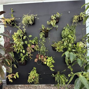 The Houseplant Hub - Houseplant Hub - Interior - Nurseries & Gardening Near Me - Forest Grove, Oregon The Houseplant Hub - Houseplant Hub - Interior - Nurseries & Gardening Near Me - Forest Grove, Oregon