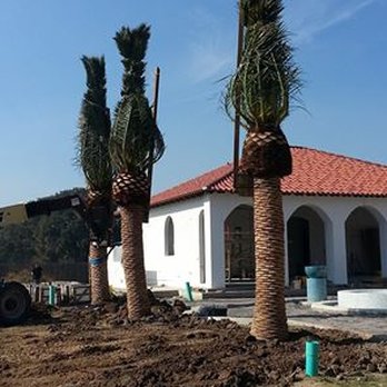 Beau Monde Landscape - Large Palm Install - Landscaping Near Me - Lafayette, Louisiana