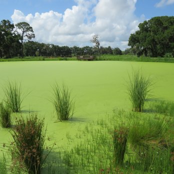 Ocala Wetland Recharge Park - Interesting scenery. - Parks Near Me - Ocala, Florida Ocala Wetland Recharge Park - Interesting scenery. - Parks Near Me - Ocala, Florida