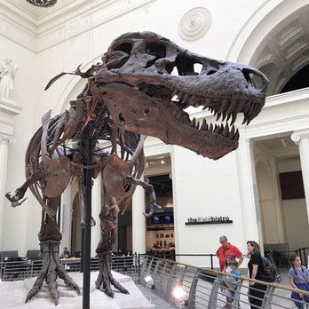 Field Museum - Sue, T-Rex - Museums Near Me - Chicago, Illinois Field Museum - Sue, T-Rex - Museums Near Me - Chicago, Illinois