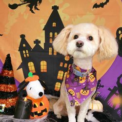Barks N Bubbles Pet Grooming