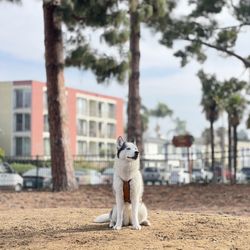 SoCal Dog Training